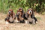 BASSET HOUND 159